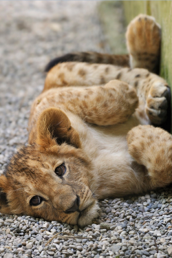 plasmatics-life:  Sweet Lion Cub ~ By Josef