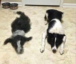 dawwwwfactory:  how to clone a dog by brushing