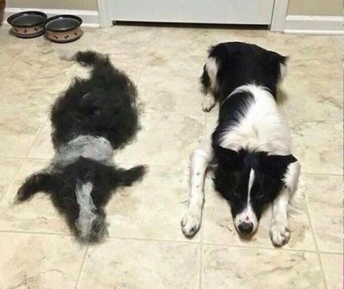 dawwwwfactory:  how to clone a dog by brushing it Click here for more adorable animal pics!