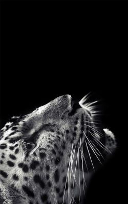 vizual-dizturbance:  Jaguar 
