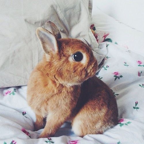 mandypandinha:  cute | via Tumblr em We Heart It.