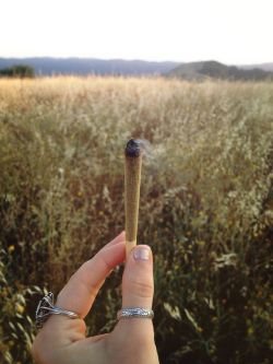 ganja-garden:  bogusy:  Meadows  Perfect