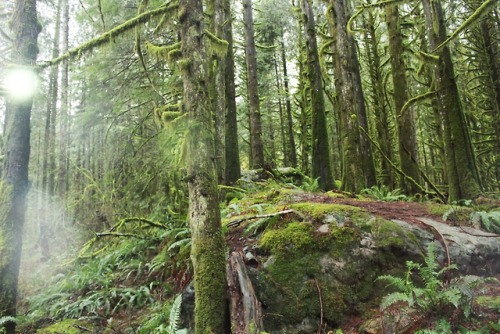 matchbox-mouse: Sun peeking out after a bout of rain. From hiking in British Columbia. 