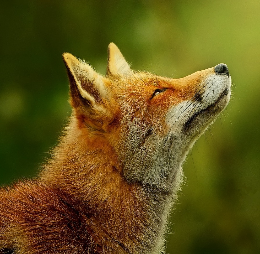 redpyrofox:beautiful-wildlife:  The first sign of spring by Foto Foosa  The feeling