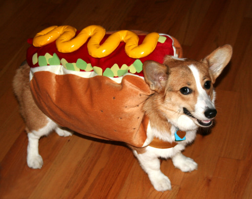 I dare you not to find this amusing. But what is it? A hot dog? A hot dog dog? A dog hot dog. A hot 