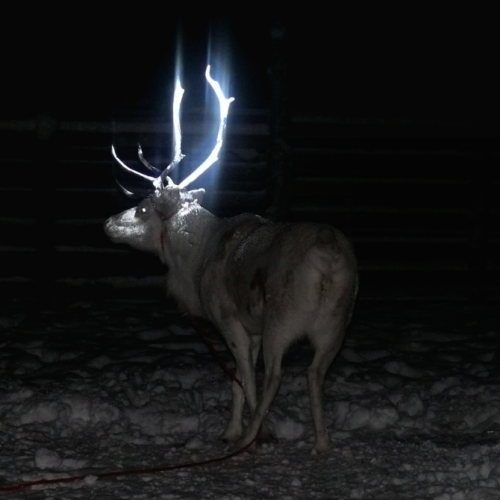 charminglyantiquated:nubbsgalore:finland’s lapland is home to over twenty thousand reindeer, but wit