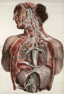 spectacularuniverse:  Autonomic nerves of the face, neck, thorax and abdomen by Nicolas Henri Jacob from ‘Traité complet de l’anatomie de l’homme’ by Marc Jean Bourgery, 1831.Dissection to show branches of the trigeminal nerve (cranial nerve