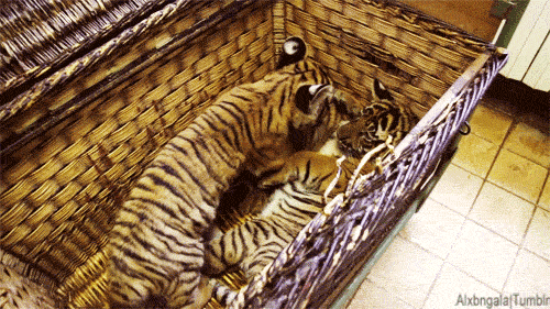 alxbngala:Tigerbabys [x]