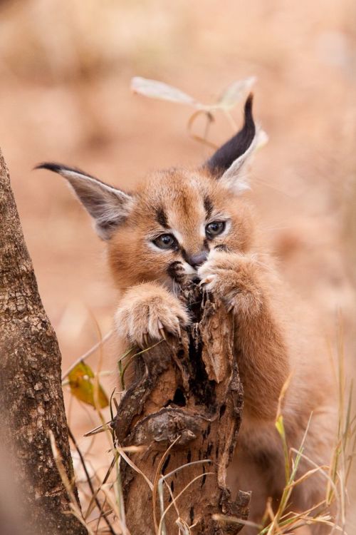 africaafrika: Southern Africa |  Young caracal at Kruger National Park.  By Anthony Ponzo.