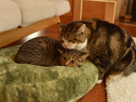 cybergata:Maru loves his little sister Hana.