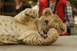 therelatablepost:  beautiful blog full of baby animals!