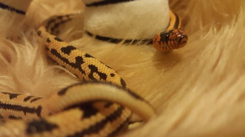 jacqsreptiles:solaire is… very tiny babbmust be kept in chester to stay safe