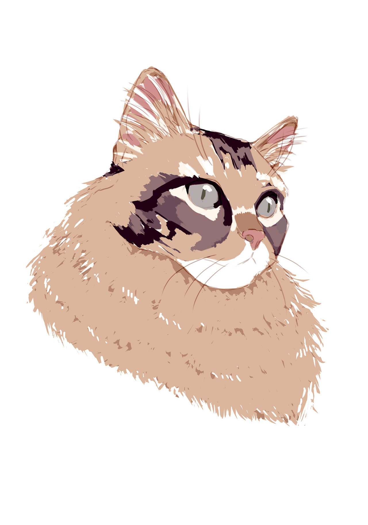 #cat-drawing on Tumblr Cats Drawing Tumblr