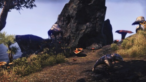 Pony Guar in the northern Vvardenfell