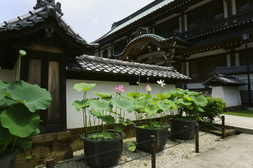 izunauchiha: 建長寺 cocossy