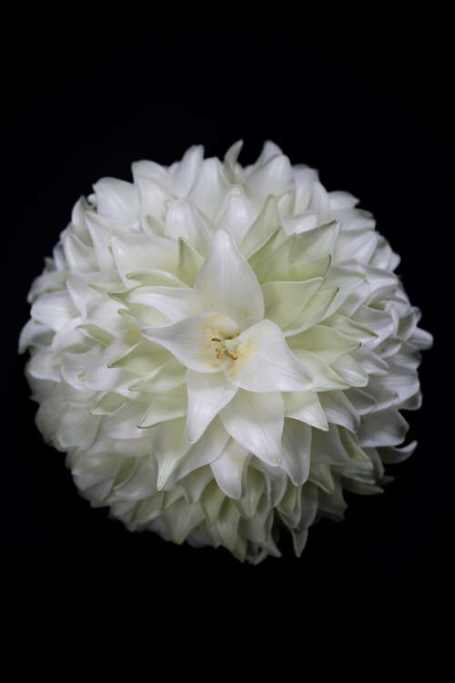 For our petal series: the lily©Botanic Art