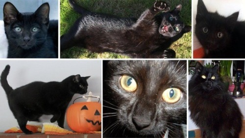 erebusvincent: Happy Black Cat Appreciation Day.