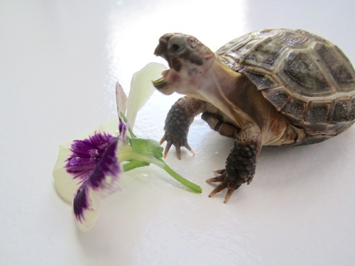 thewhimsyturtle:  November Nostalgia  Back in July, Mommy came across a bunch of pansies while she was out and about.  She picked one just for me!  I was so excited I stuffed my face like there was no tomorrow! 