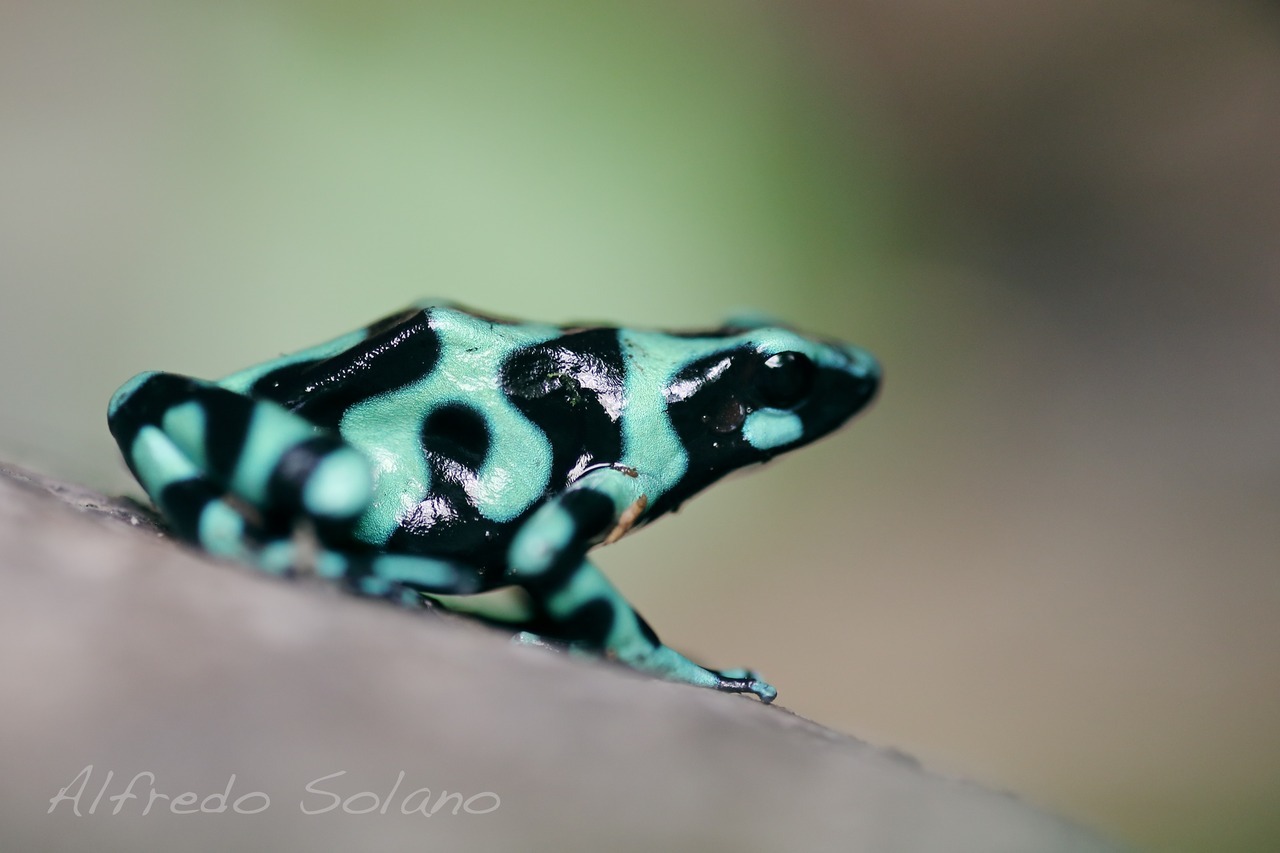 rainforestphotographer:
“Oophaga auratus, AKA black and green poison dart frog or military poison dart frog.
Another little jewel of the rainforest of Costa Rica
”