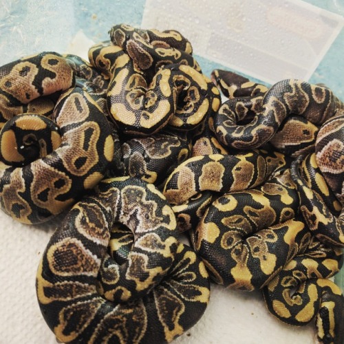 solid-snakes:Here’s Clutch #2! 7 babies, all 100% het. Ghost/Hypo. My last clutch is due to hatch in