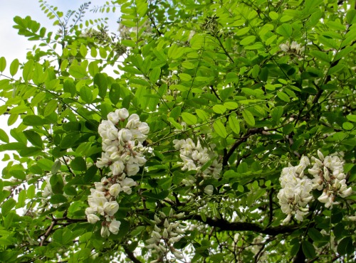 While they bloom, they sweeten the air!  Black locust blossoms, Robinia pseudoacacia.And you can hea