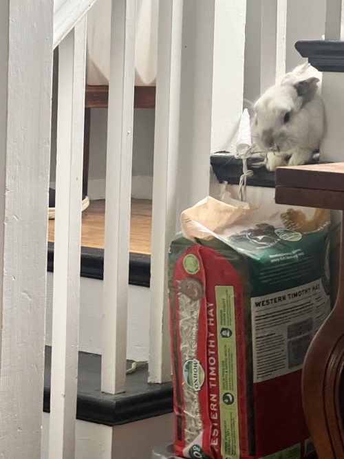 I Figured Out Why She Decided To Suddenly Learn To Climb The Steps. Shes A Hungry Hungry Rabbit.