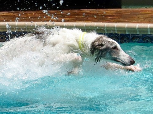 riotheborzoi:~~ watchoutMichael Phelps ~