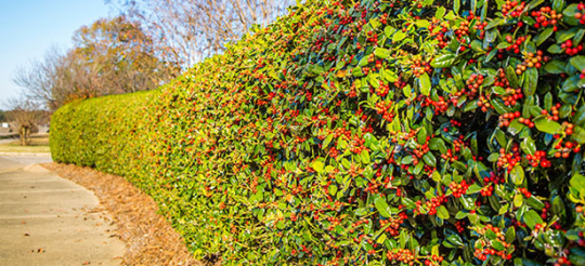 Porn Pics The Hedge is More than a Boundary