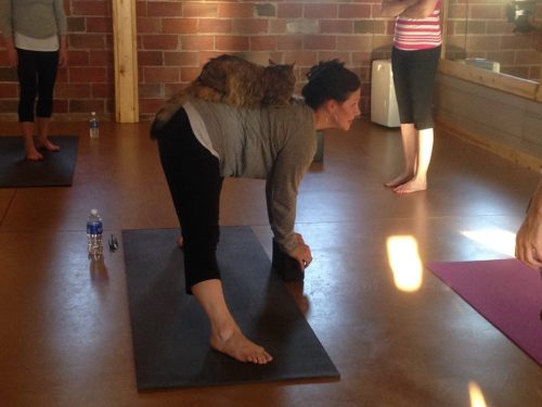 catsbeaversandducks:  Yoga Studio Opens Its Doors To Shelter Cats Hoping To Find A HomeIt’s (obviously) no secret that the company of cats is good for the soul, and that practicing yoga is too. But when the two come together, it’s a match made in