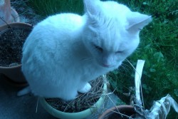 getoutoftherecat:  of course you pick the one planter that’s actually started to sprout again. 