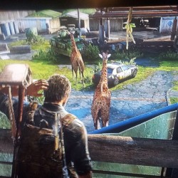 Fucking giraffes! #thelastofus