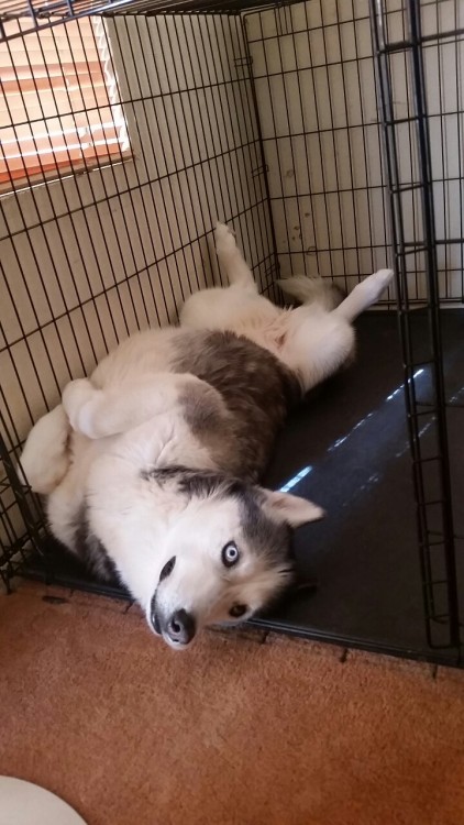 6woofs: She was comfy. (Please excuse the chinchilla damage to the wall behind her).