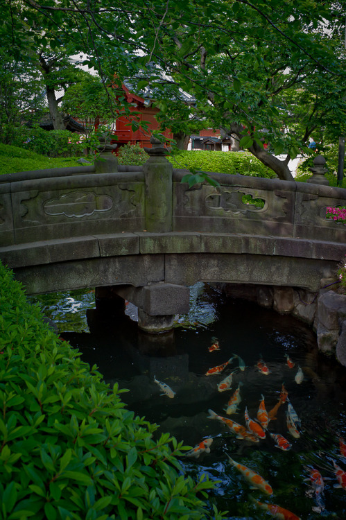 dotonbori:  koi in a temple garden by Sushicam on Flickr. 