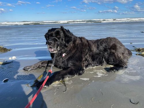 Enjoying some sunshine and big waves today with Moose ❤️ #longwalksonthebeach #happydog #goodboy (at