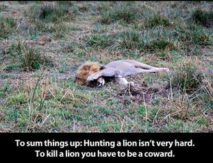 allthingshyper:  aggressica:  This is important. Stop big cat hunting. This literally is making me cry.  The way the lion tries to shut out the light… :Why would you shoot it?  I cannot think of any reason to kill a Lion. You don’t eat it. It’s