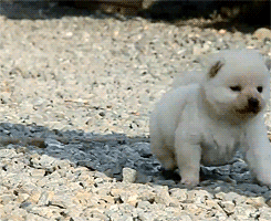 reblog-gif:  http://gifini.com/