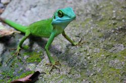 littlesnapscrapbook:  Hurry, I don’t hold my smiley face for no one This little dude fell from a tree in front of me and posed for a snap. Singapore Zoo