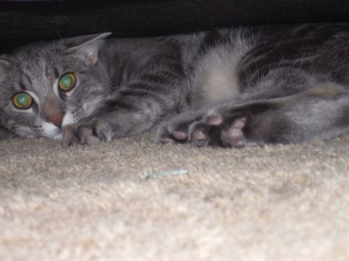 Mikey, seriously playing under the couch.(Submitted by Carol)
