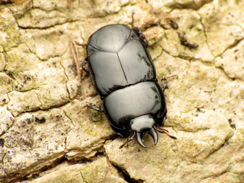 onenicebugperday: Flattened clown beetle, Hololepta aequalis, Histeridae Found in the US and Canada,