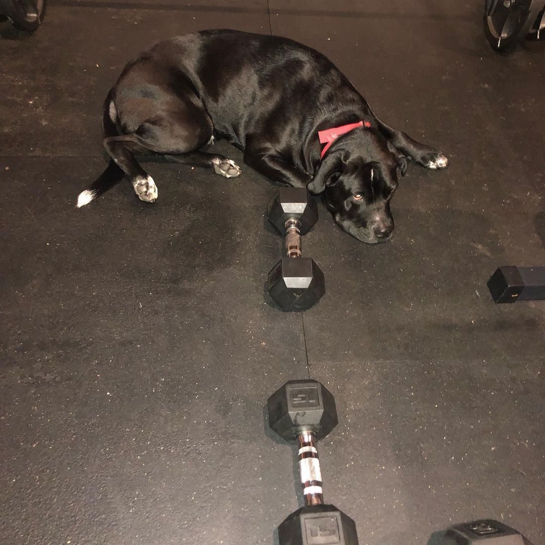 My supervisor did not approve of the tiny weights today. Cross training to prevent my recurring MTSS/shin splints with some core exercises today.  #homegym #instagood #instagram #workout #strongwomen #strong #marathontraining #marathon...