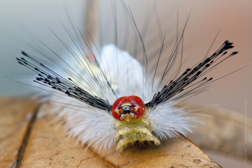 itscolossal:Radically Unusual Caterpillars Captured by Photographer Igor Siwanowicz