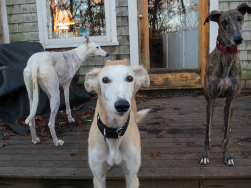 iseultsdream:Dec 5, 2014 - May with newly adopted dogs, Sonia, a Spanish Galgo/Saluki mix, and Bande