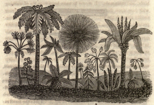 nemfrog:“The flora of the carboniferous period.” The world: or, first lessons in astrono