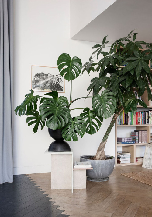 Plantlove in the home of Creative Director Veva van Sloun in Ghent, Belgium | Photo & an amazing