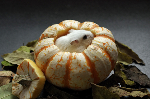 adulthoodisokay:coldwind-shiningstars:kittendrumstick:Milkshake needed her own set of pumpkin pictur