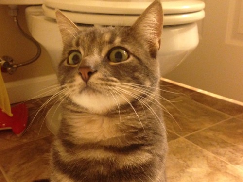 hopeless37:  69-is-a-mouthful:  hopeless37:  Idc if I post too many pics of my cat. Look at his reaction to me taking a Bath. Idk if he’s scared of the water or terrified that I’m naked :P  He looks like you just confessed that you have another cat
