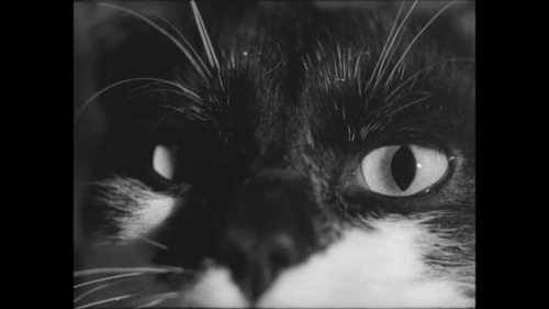 crumbargento:L'Homme aux Chats - Henri Glaesser - 1969 - France (22min)