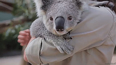 thenatsdorf:  Imogen, the koala, loves cuddles and belly rubs. [video] 