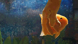fumbledeegrumble:  nursethalia:  thenatsdorf: Pet fish acts like a playful puppy. [full video] FISH CUDDLES!   Uh, I just wanted to chime in here and say that people who do this ought to be careful. My old gorami got caught between my fingers once when