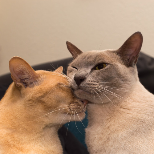 nyeto: australiansanta:boyfriends in lovemorning